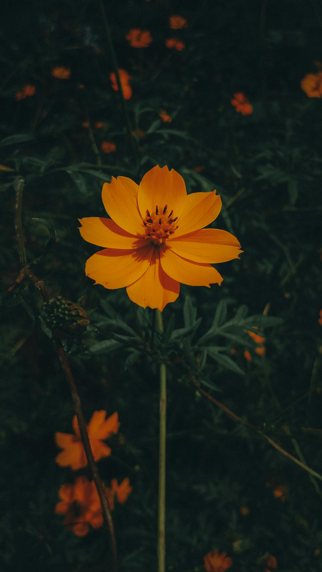 Poster of Wildflower